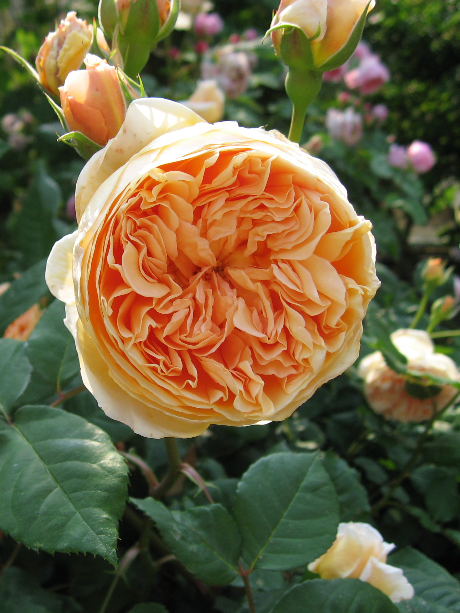 Rose 'Crown Princess Margareta' Climbing 玛格利特王妃