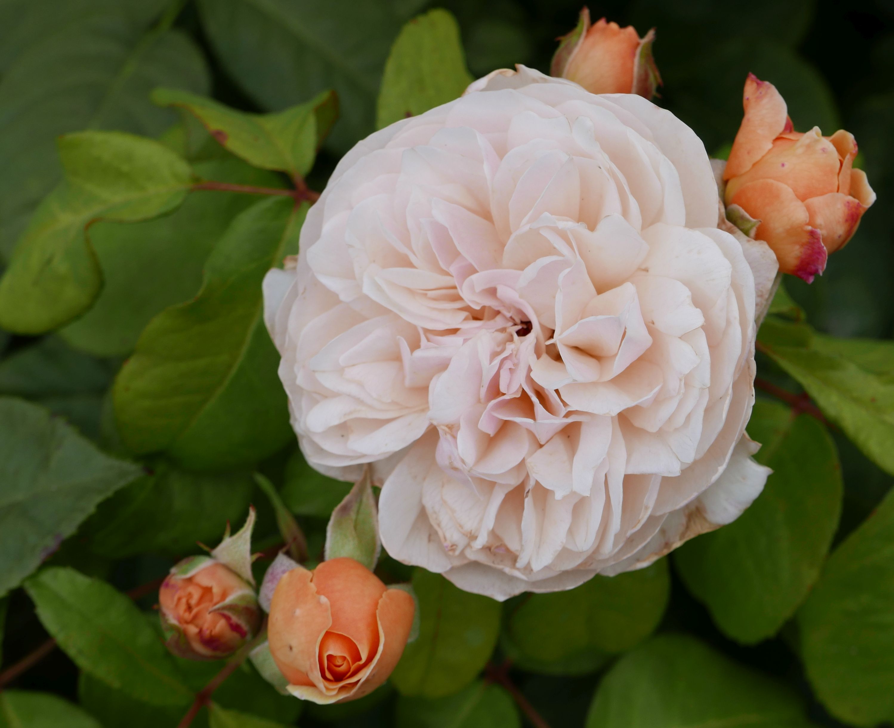 Rose 'Juliet' 朱丽叶