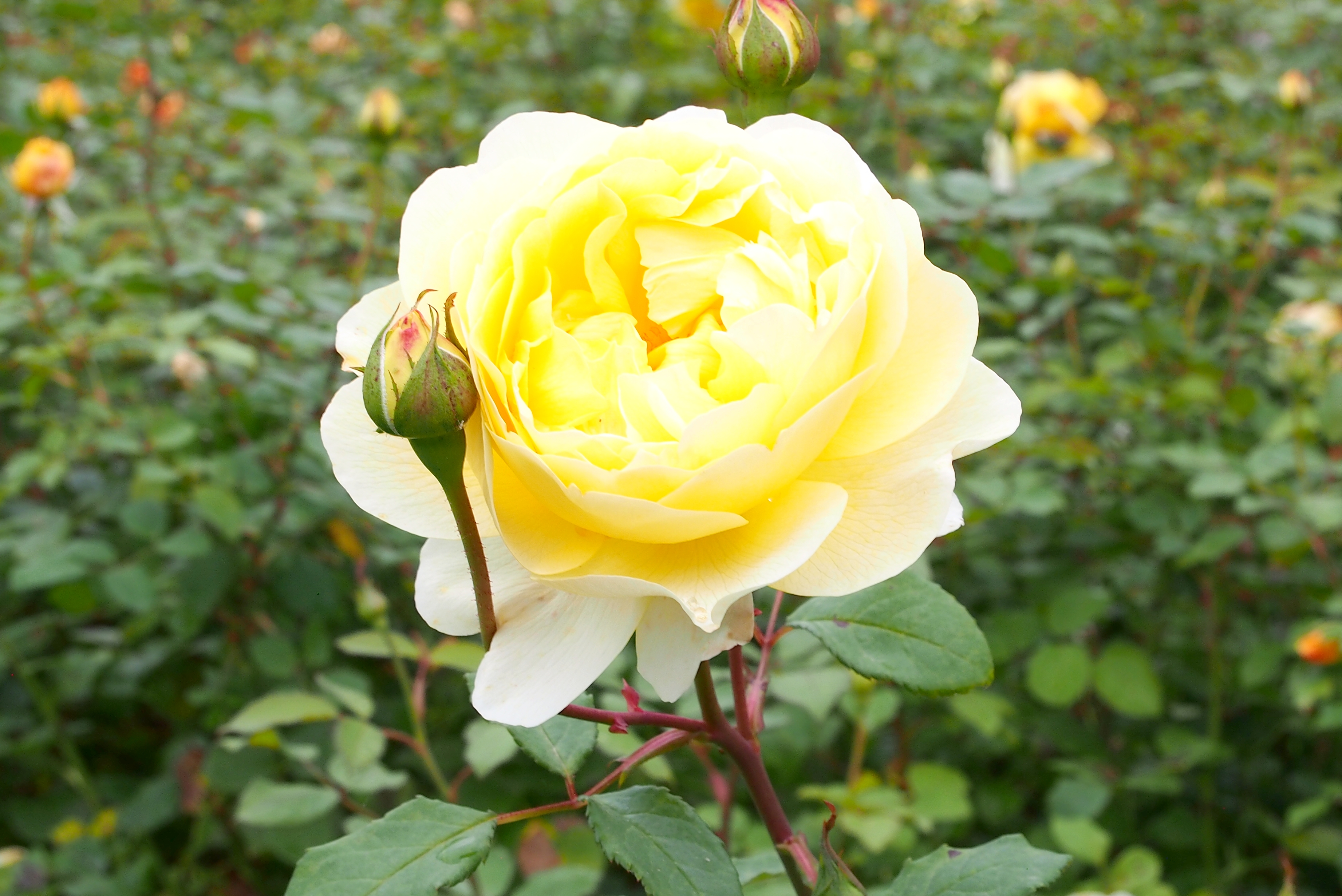 Rose 'Poet's Wife' 诗人的妻子