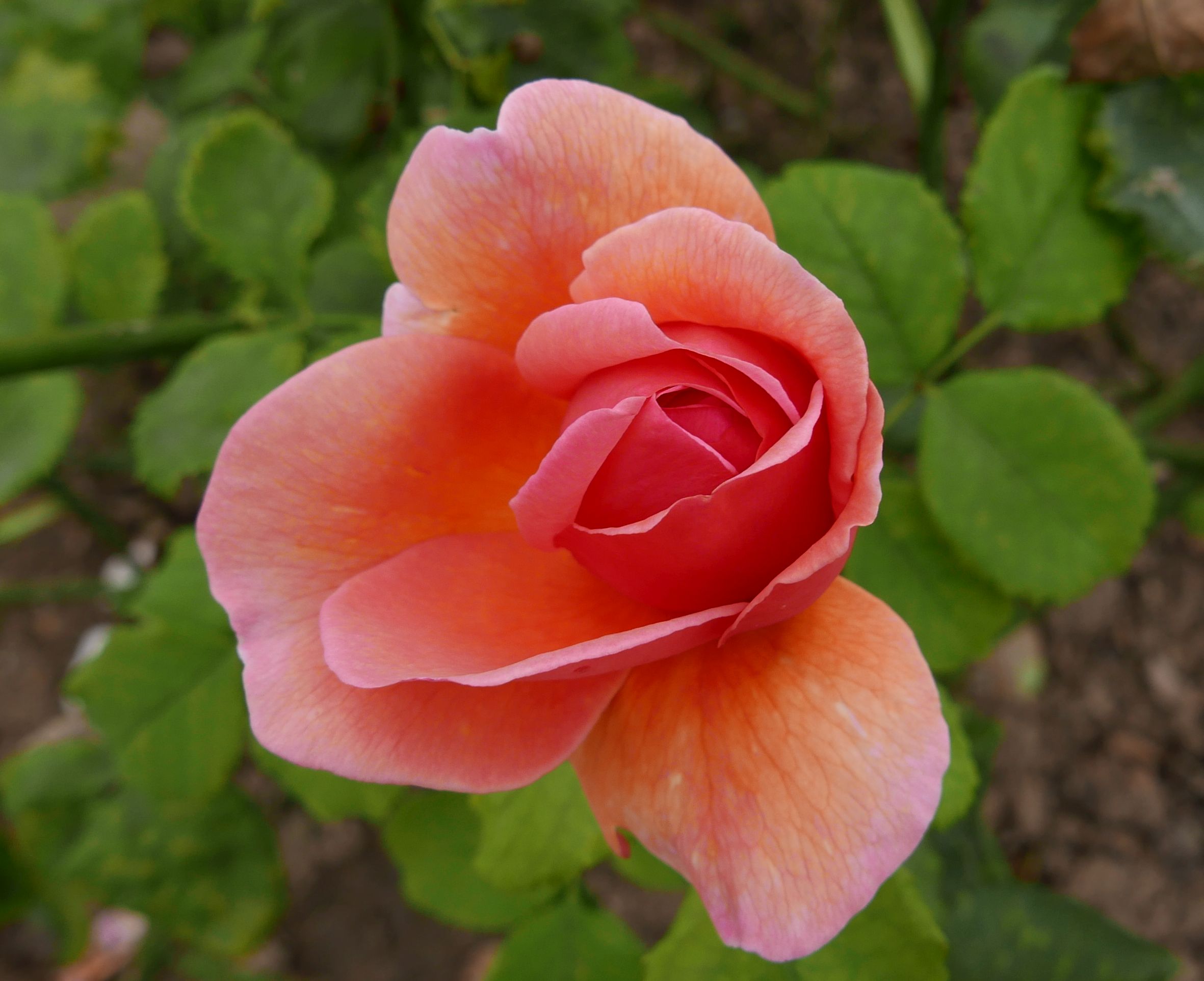 Rose 'Princess Alexandra of Kent' 肯特公主